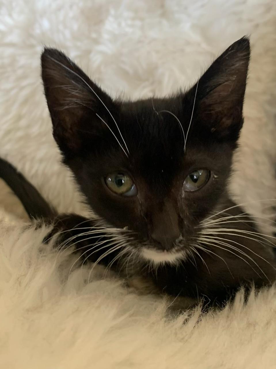 Enlarge Sibby, a ADOPTABLE Tuxedo in Pasco, WA image 5/6