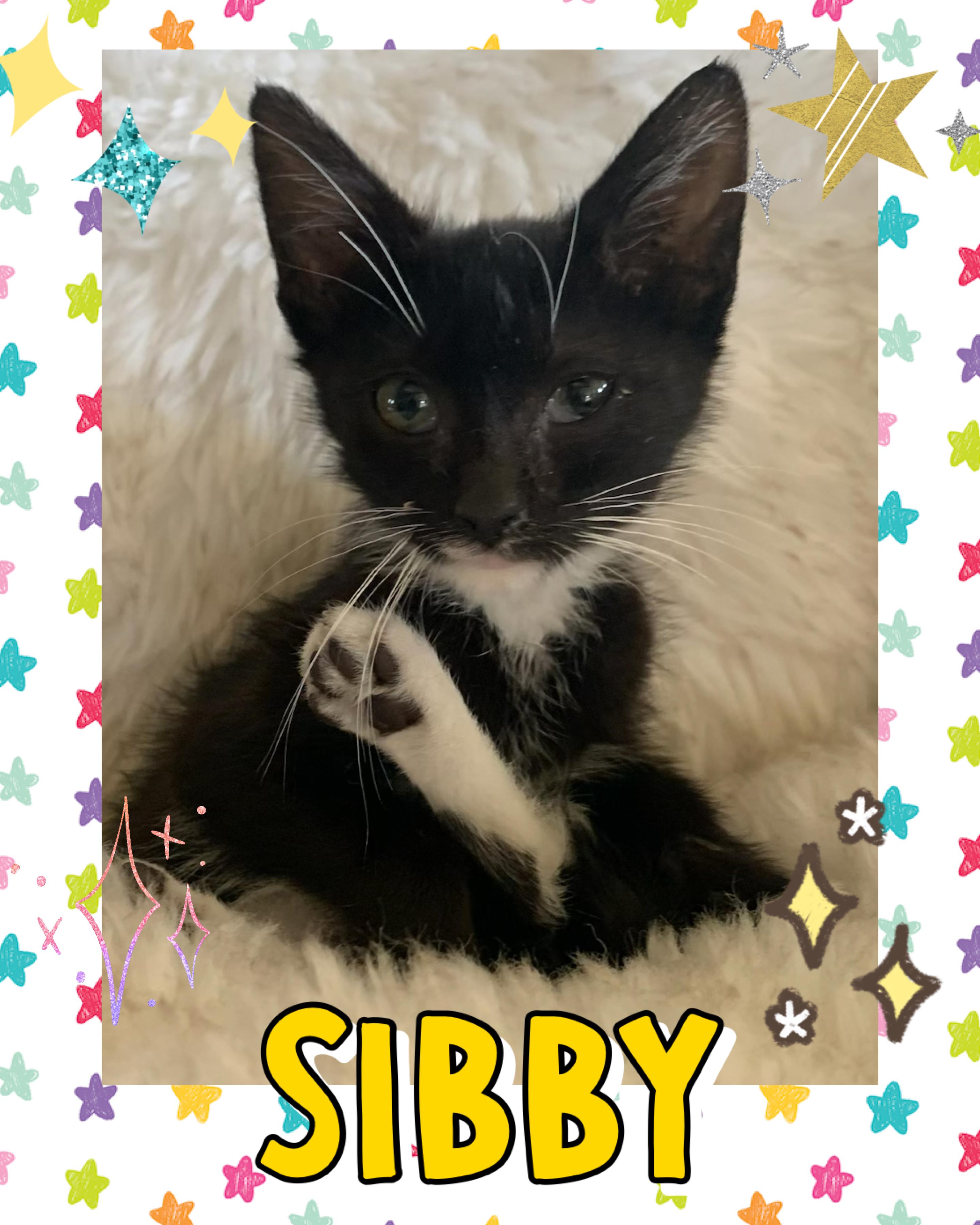 Enlarge Sibby, a ADOPTABLE Tuxedo in Pasco, WA image 1/6