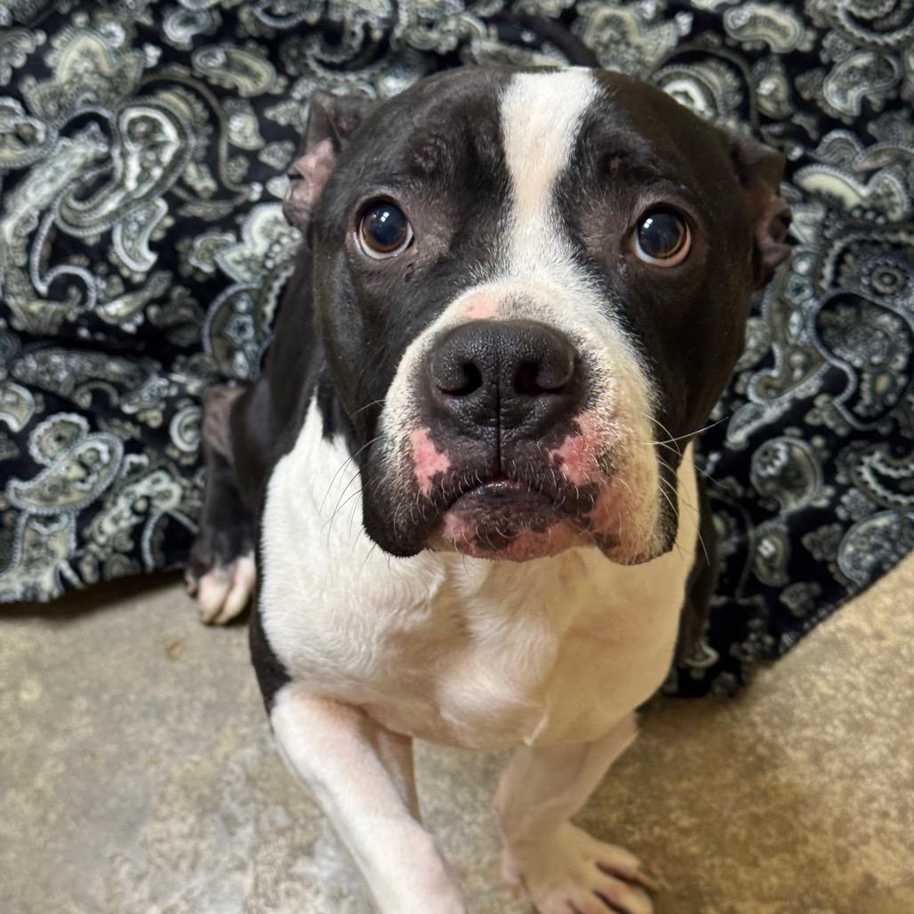 Enlarge Munchkin, a Adoptable Pit Bull Terrier in Shinnston, WV image 1/1