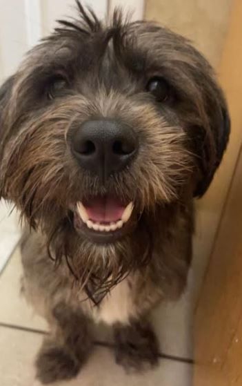 Enlarge Maggie May, a Adopted mixed breed in Palm Harbor, FL image 1/3