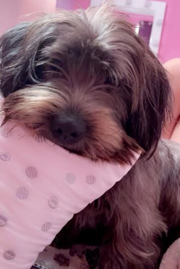 Enlarge Maggie May, a Adopted mixed breed in Palm Harbor, FL image 2/3