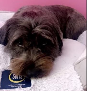 Enlarge Maggie May, a Adopted mixed breed in Palm Harbor, FL image 3/3