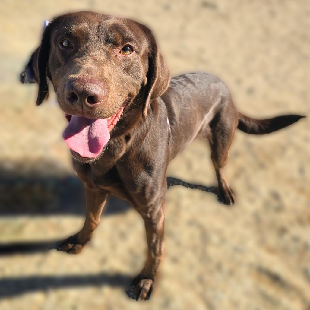 Enlarge Wrigley, a Adoptable mixed breed in Wickenburg, AZ image 1/1