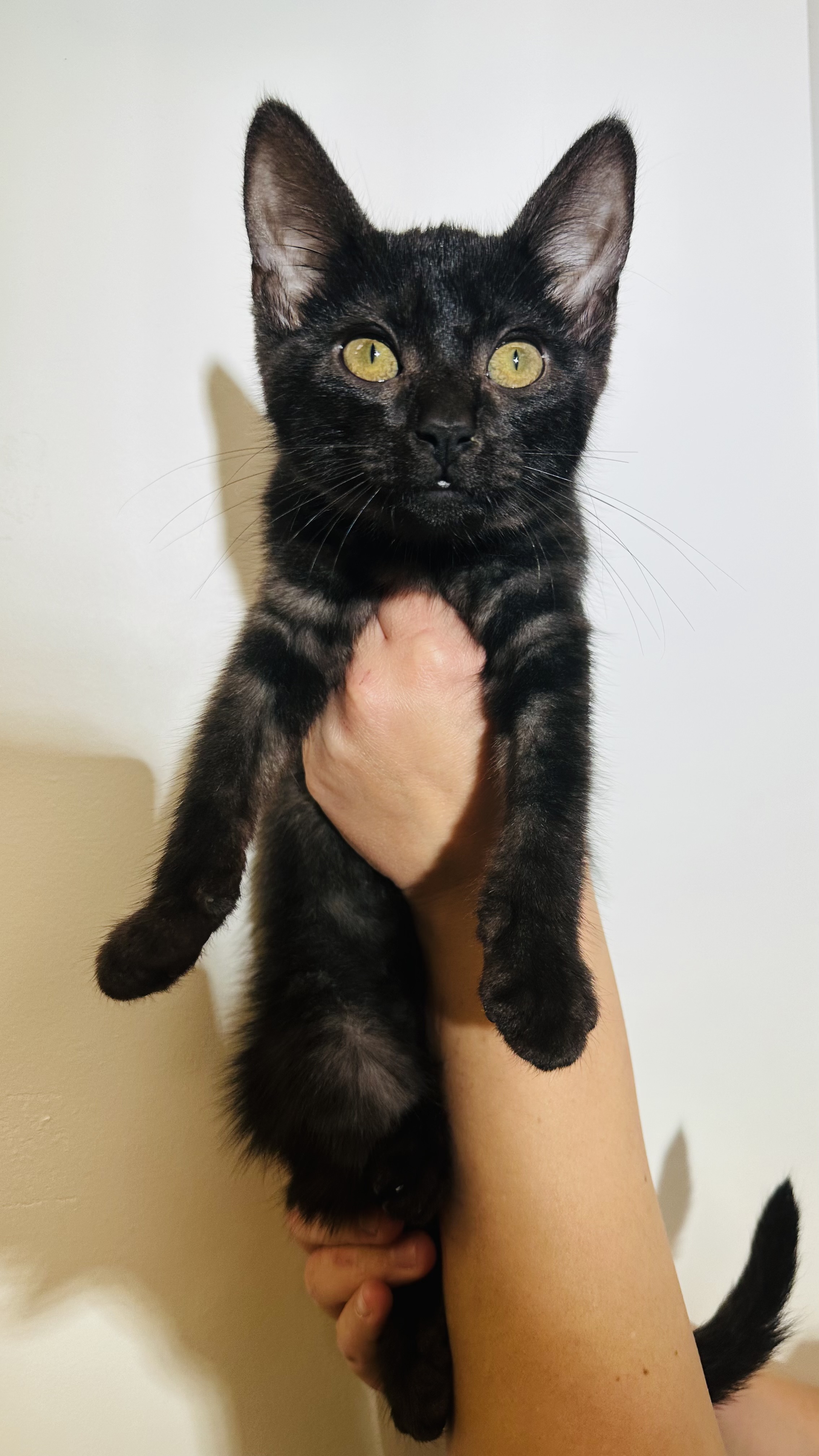 Starling, Adopted, Kitten Female Domestic Short Hair.