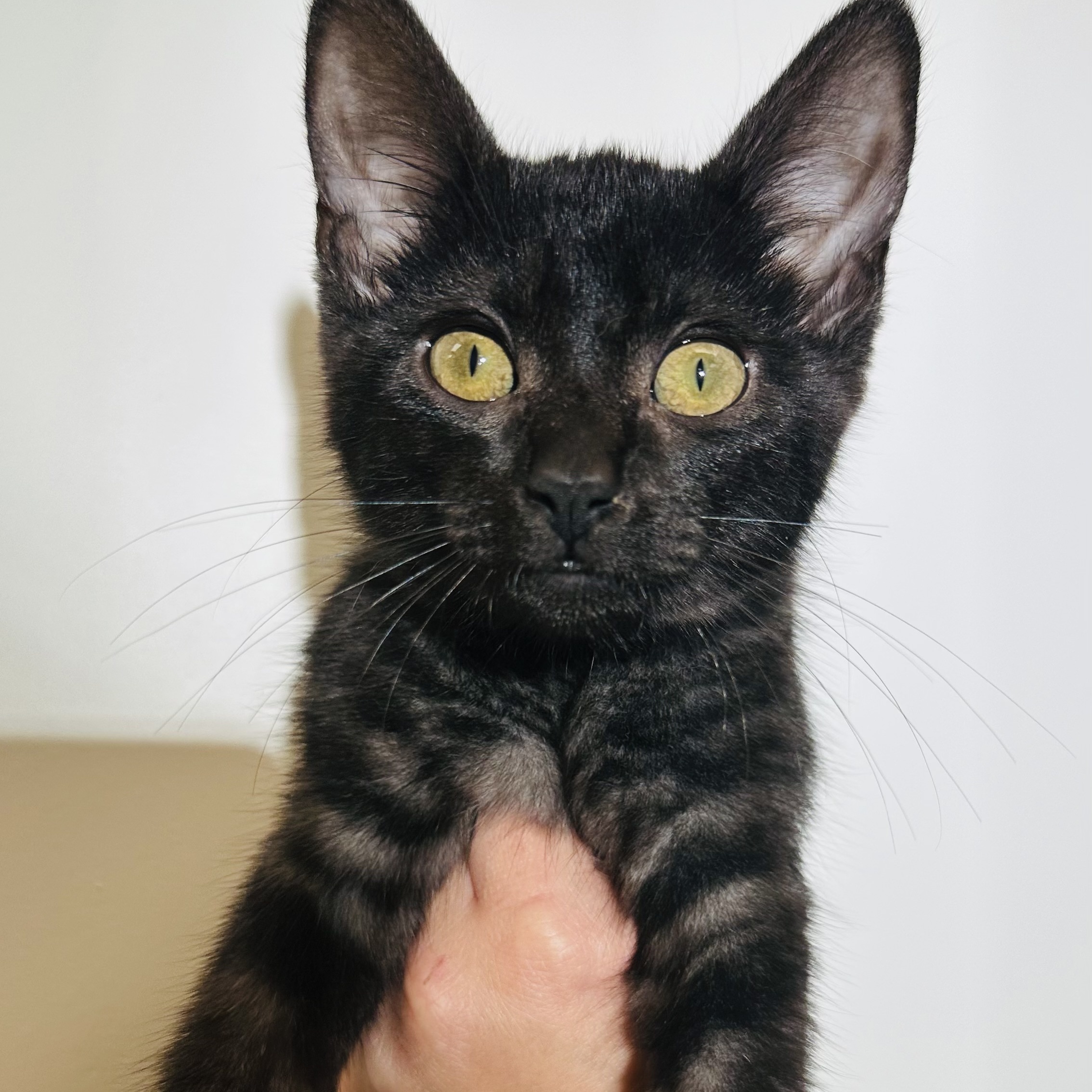 Starling, a Adopted Domestic Short Hair in Santa Ana, CA image 2/3