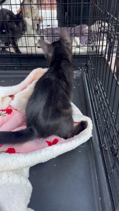 Enlarge Starling, a Adopted Domestic Short Hair in Santa Ana, CA video 3/3