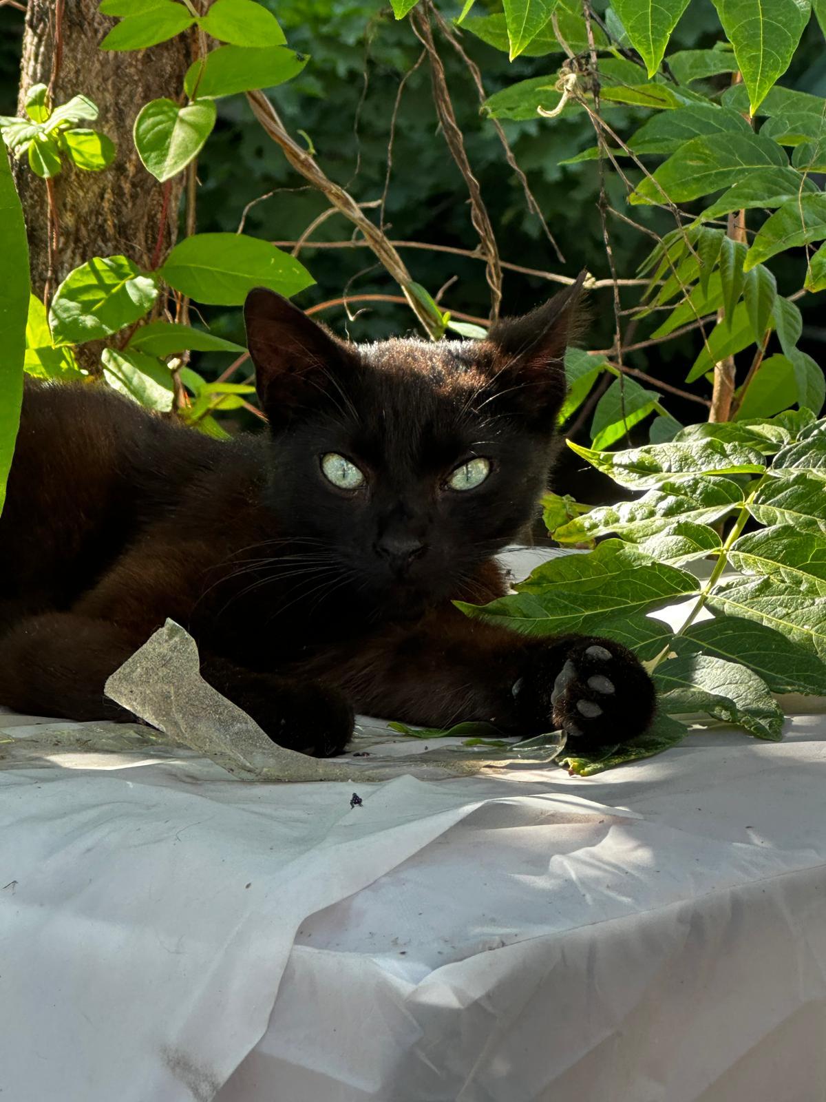 Midnight, a ADOPTABLE American Shorthair in Brooklyn, NY image 2/2