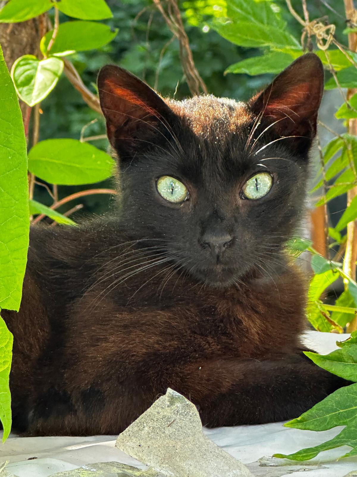 Midnight, a ADOPTABLE American Shorthair in Brooklyn, NY image 1/2