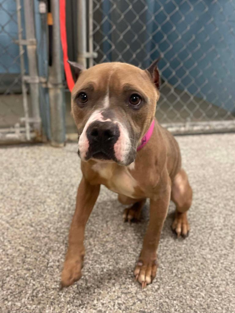 Tulip, Adoptable, Adult Female Pit Bull Terrier & Mixed Breed.