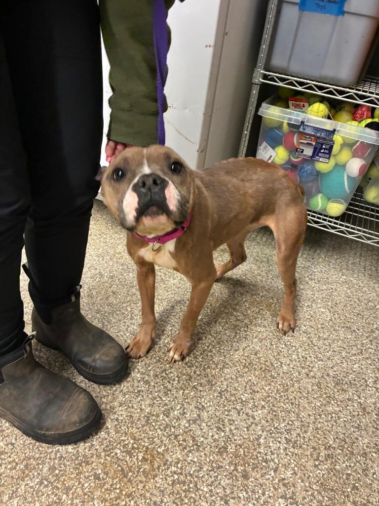 Enlarge Tulip, a Adoptable mixed breed in Blountville, TN image 2/2