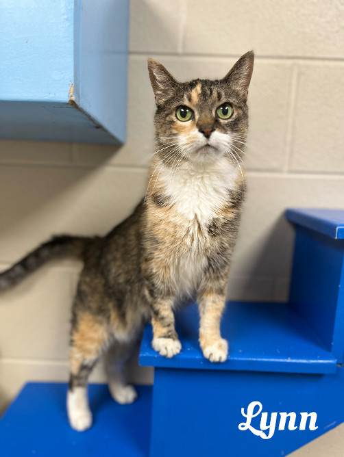 Kiki, an adoptable Torbie in Valparaiso, IN, 46385 | Photo Image 3