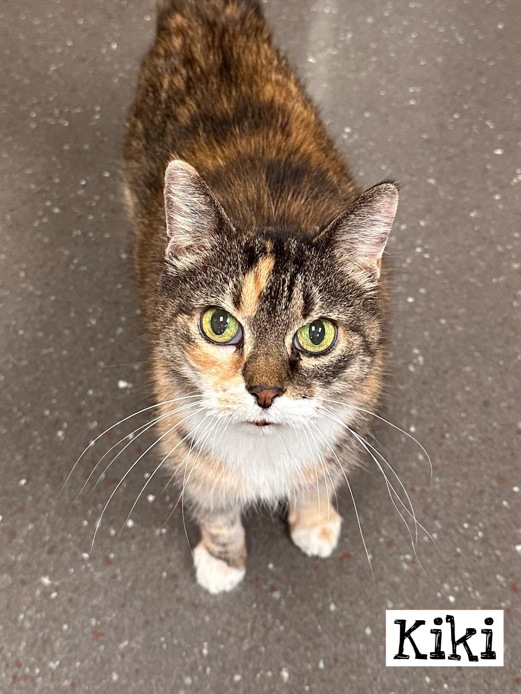 Kiki, a Adoptable Torbie in Valparaiso, IN image 1/4