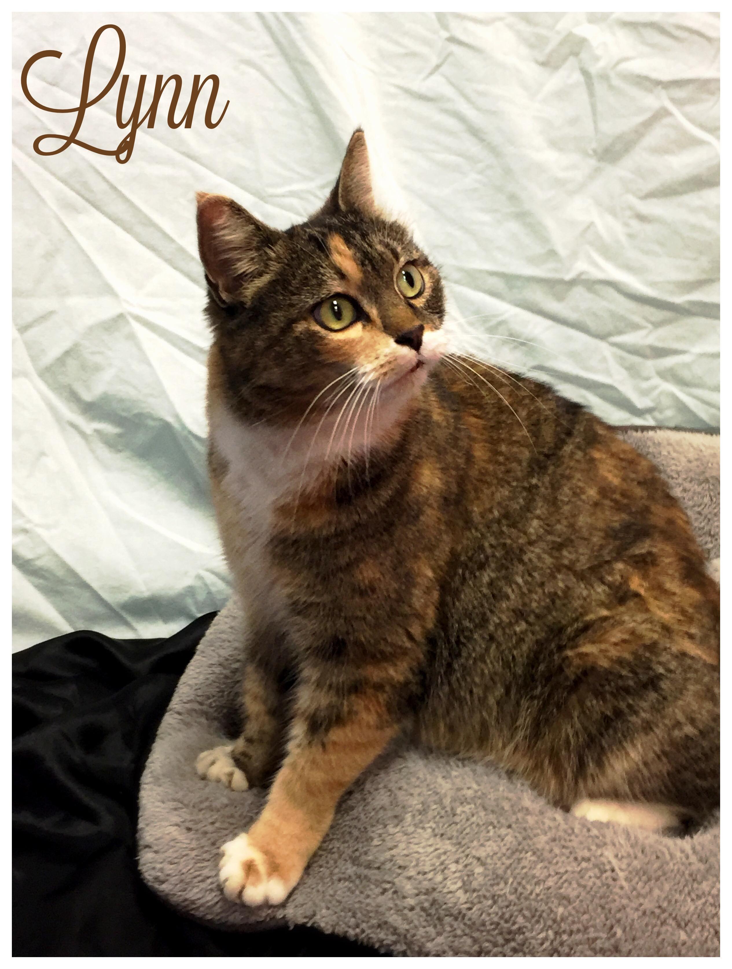 Kiki, an adoptable Torbie in Valparaiso, IN, 46385 | Photo Image 2