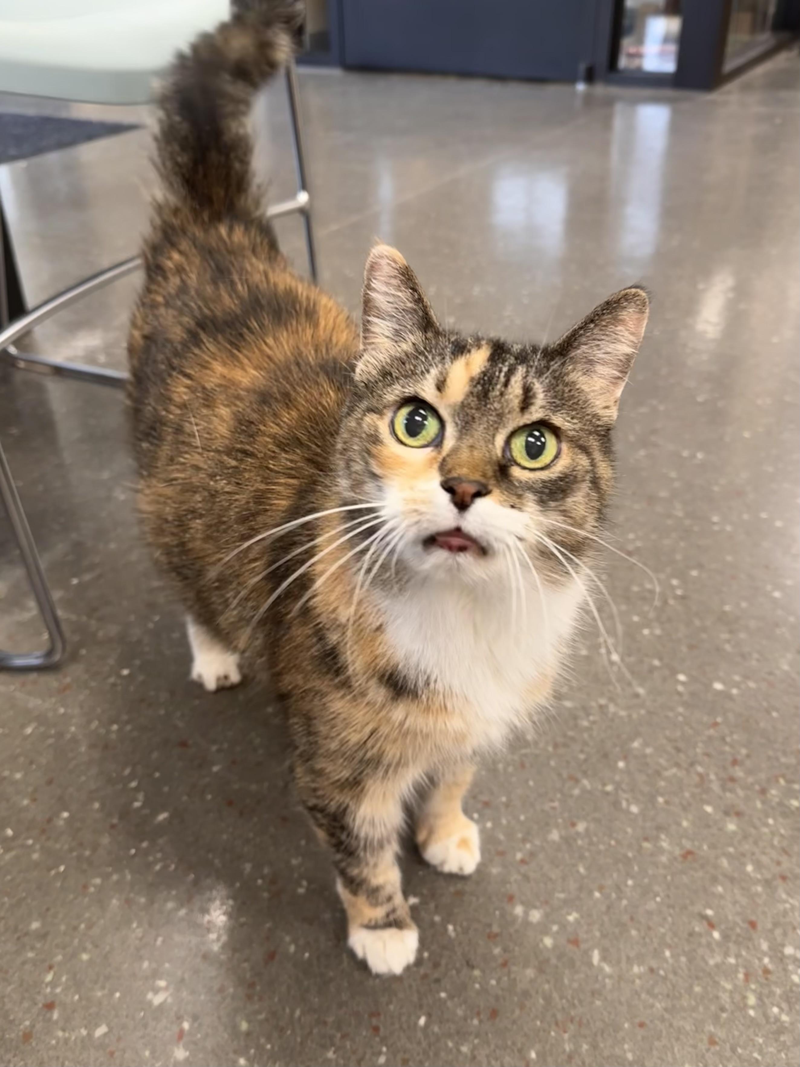 Kiki, a Adoptable Torbie in Valparaiso, IN image 4/4