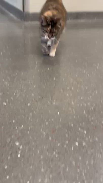 Enlarge Kiki, a Adoptable Torbie in Valparaiso, IN video 2/4