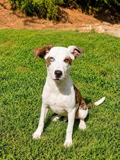 Enlarge Hickory, a Adoptable mixed breed in Dahlonega, GA image 1/1