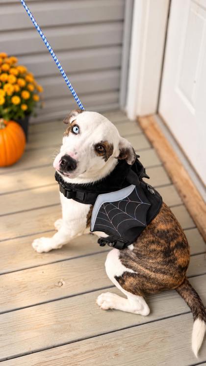 Enlarge Hickory, a Adoptable mixed breed in Dahlonega, GA image 1/2