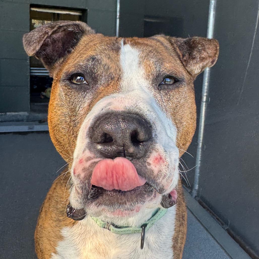 Jax, Adoptable, Senior Male Boxer & Mixed Breed.