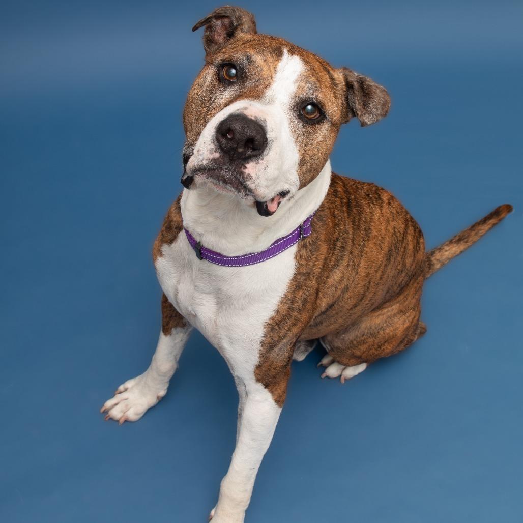 Enlarge Jax, a Adoptable mixed breed in Newark, DE image 3/6