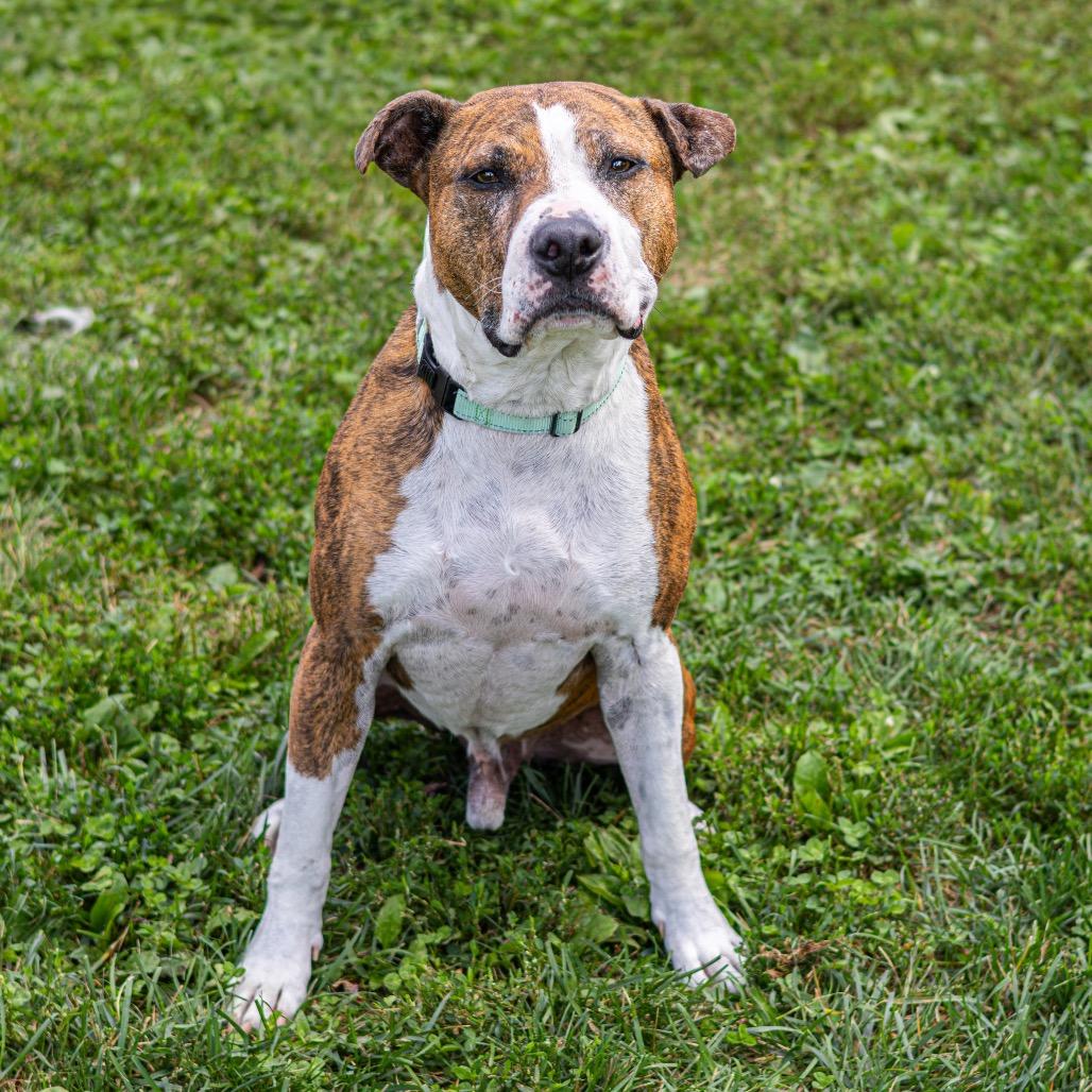 Jax, a Adoptable mixed breed in Newark, DE image 5/6