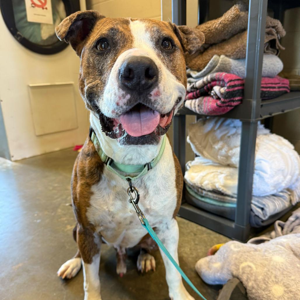 Jax, a Adoptable mixed breed in Newark, DE image 6/6