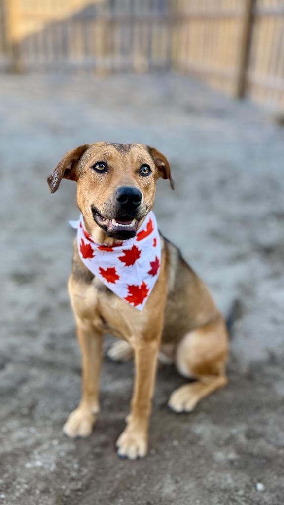 Finley, Adoptable, Young Female Labrador Retriever & Mixed Breed.