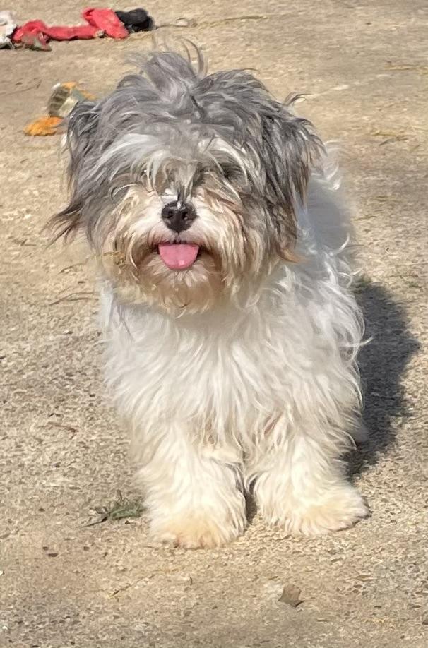 Enlarge Sally, a ADOPTABLE Shih Tzu in Memphis, TN image 6/6