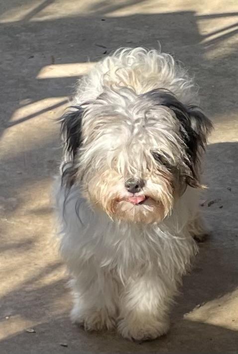 Enlarge Sally, a ADOPTABLE Shih Tzu in Memphis, TN image 2/6