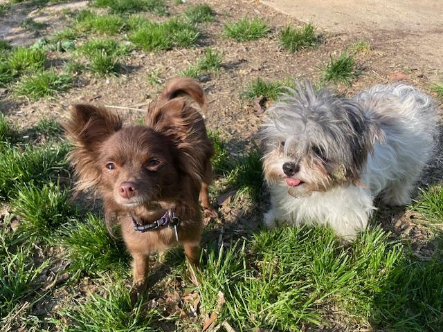 Enlarge Sally, a ADOPTABLE Shih Tzu in Memphis, TN image 4/6