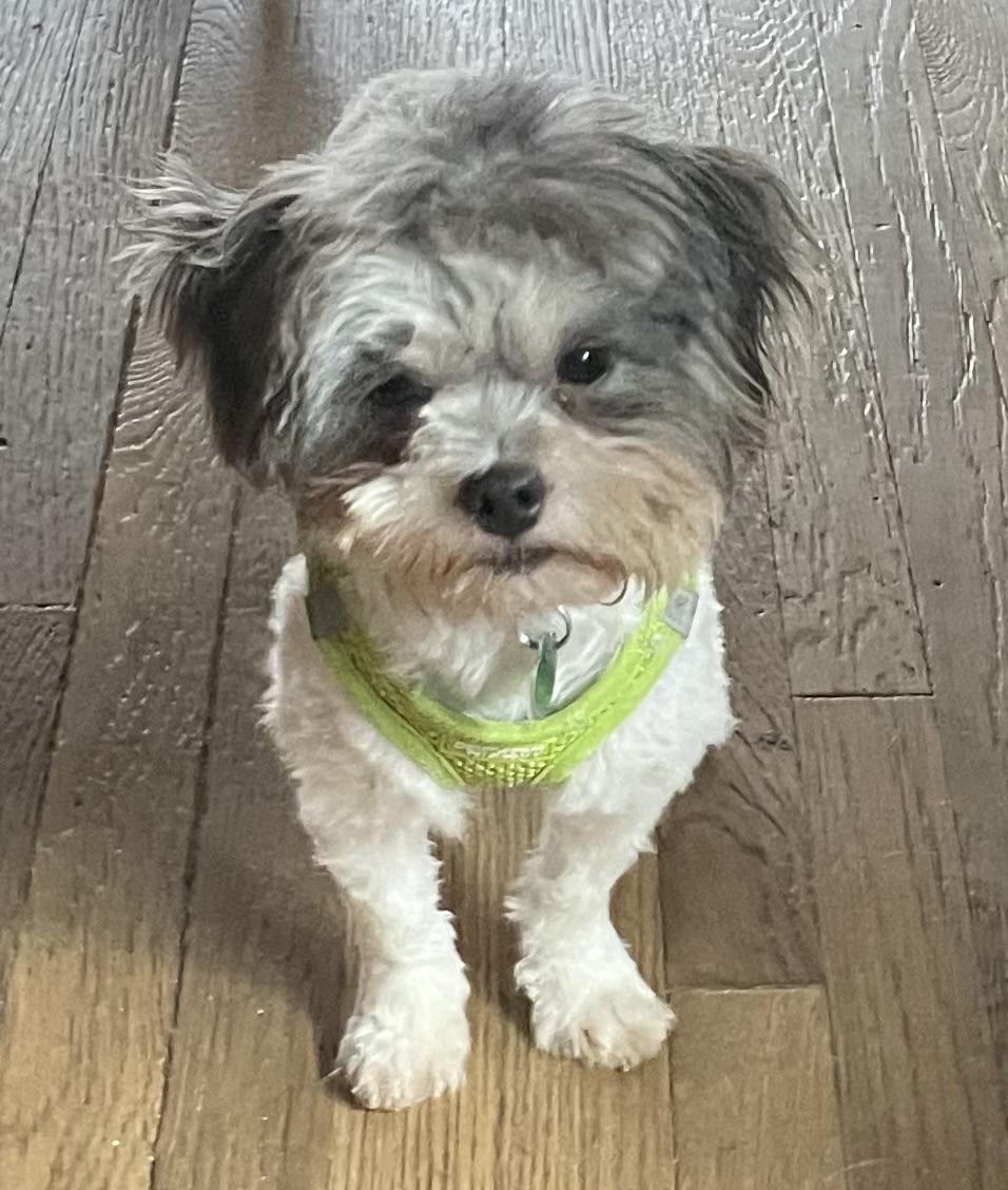 Enlarge Sally, a ADOPTABLE Shih Tzu in Memphis, TN image 1/6