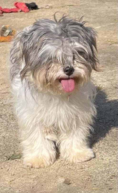 Enlarge Sally, a ADOPTABLE Shih Tzu in Memphis, TN image 5/6