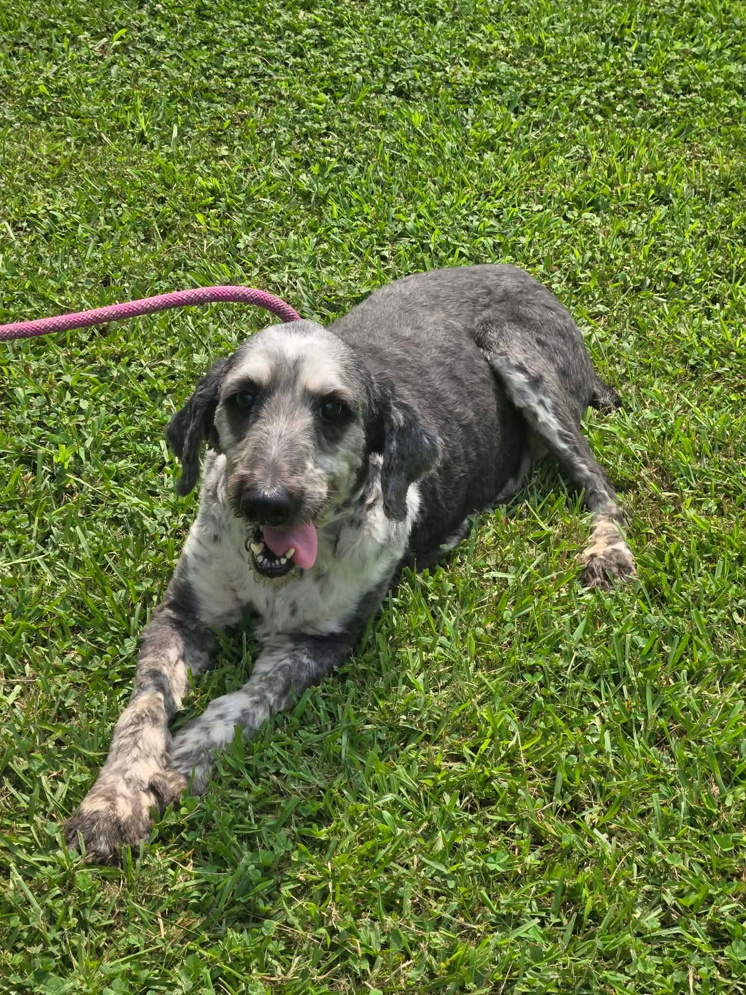 Enlarge Gaston, a ADOPTABLE mixed breed in Tylertown, MS image 2/3
