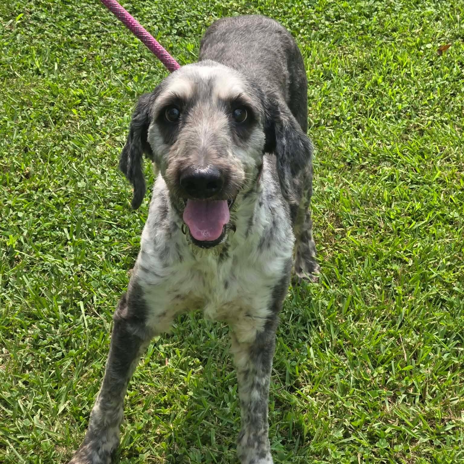 Gaston, ADOPTABLE, Adult Male Sheepadoodle.