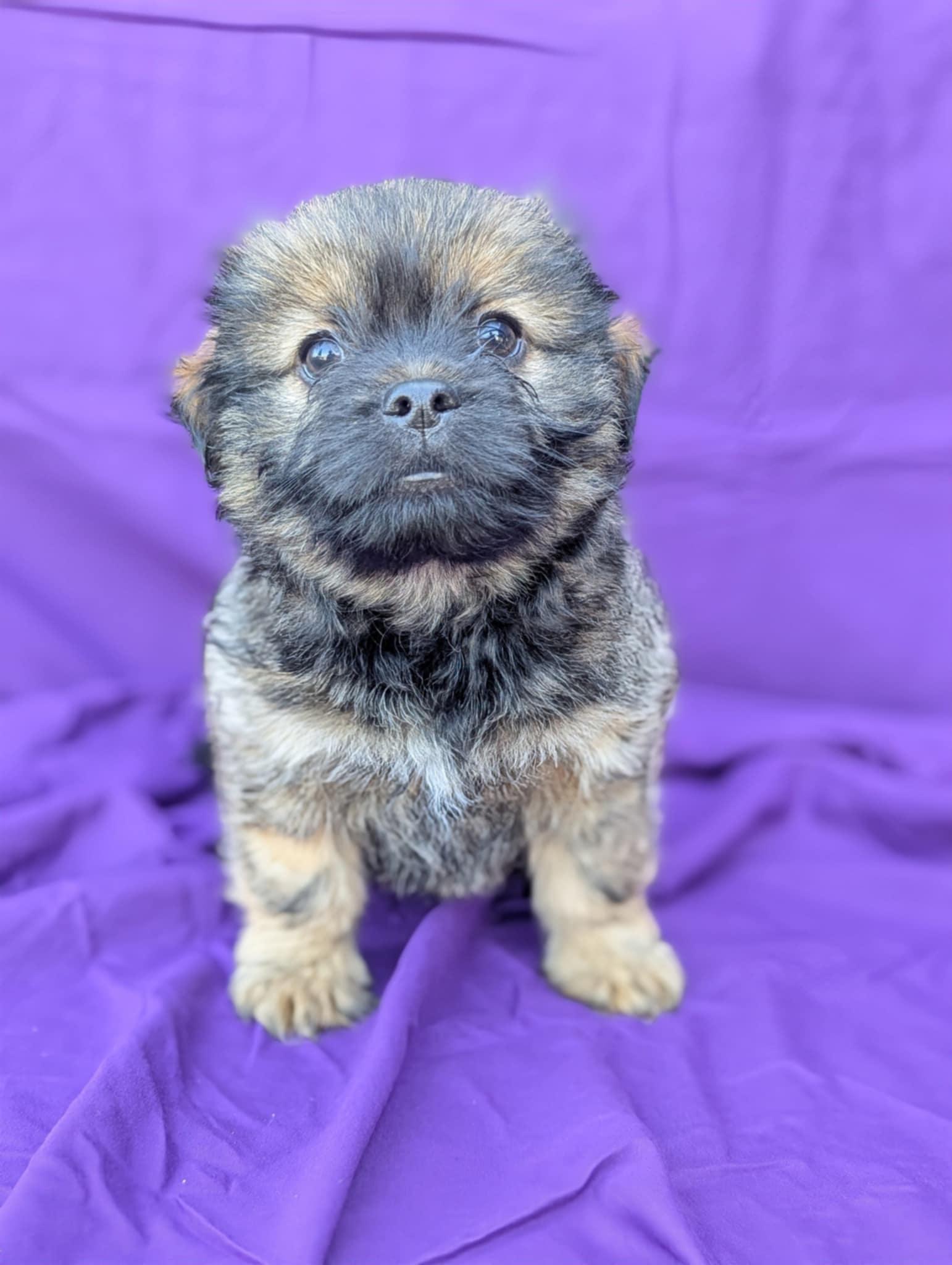 Enlarge Mojito , an adopted mixed breed in San Jose, CA image 1/1