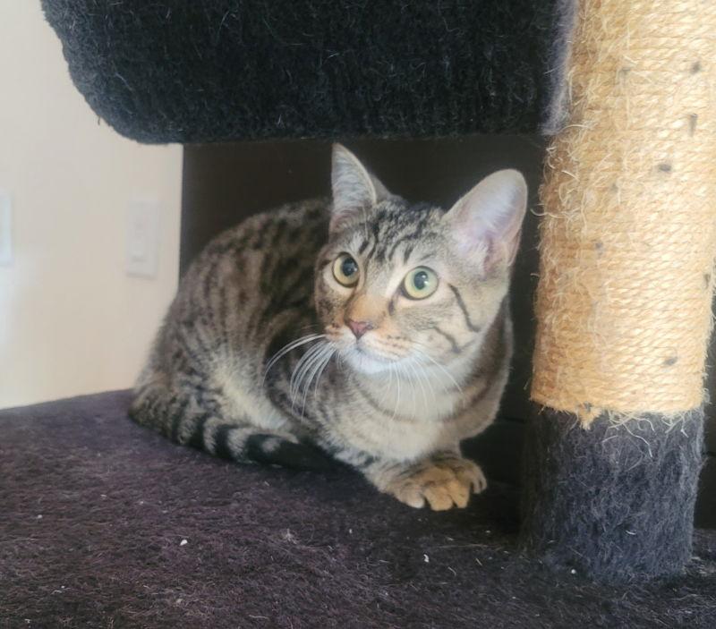Daryl, Adoptable, Young Male Domestic Short Hair & Tabby.