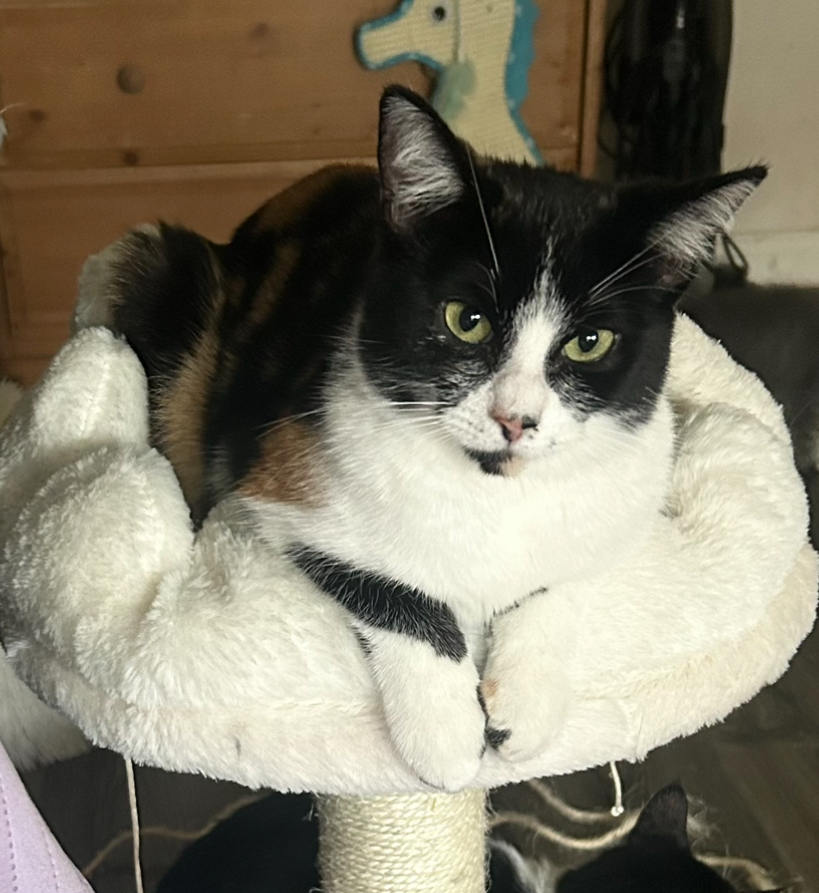 Enlarge Wendy Witch, a Adoptable Calico in Tustin, CA image 1/3