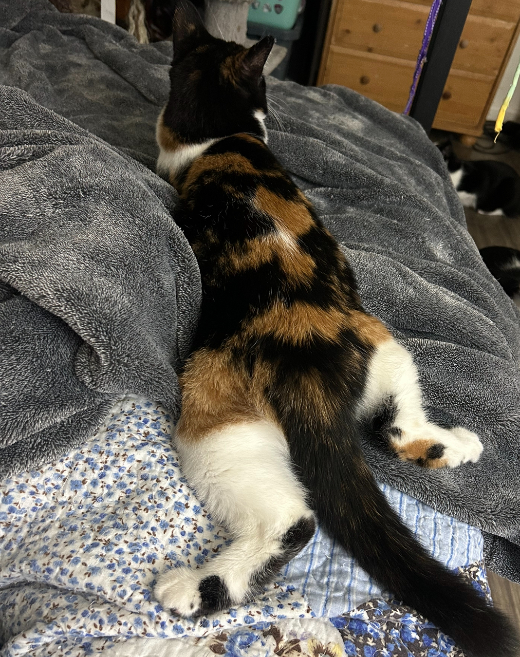 Enlarge Wendy Witch, a Adoptable Calico in Tustin, CA image 2/3