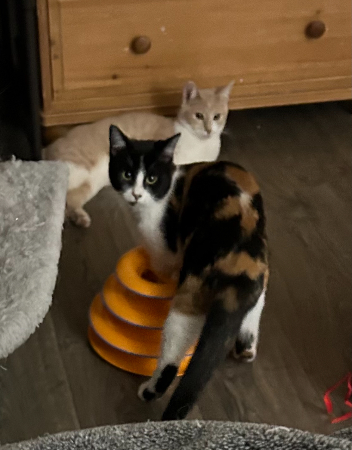 Enlarge Wendy Witch, a Adoptable Calico in Tustin, CA image 3/3