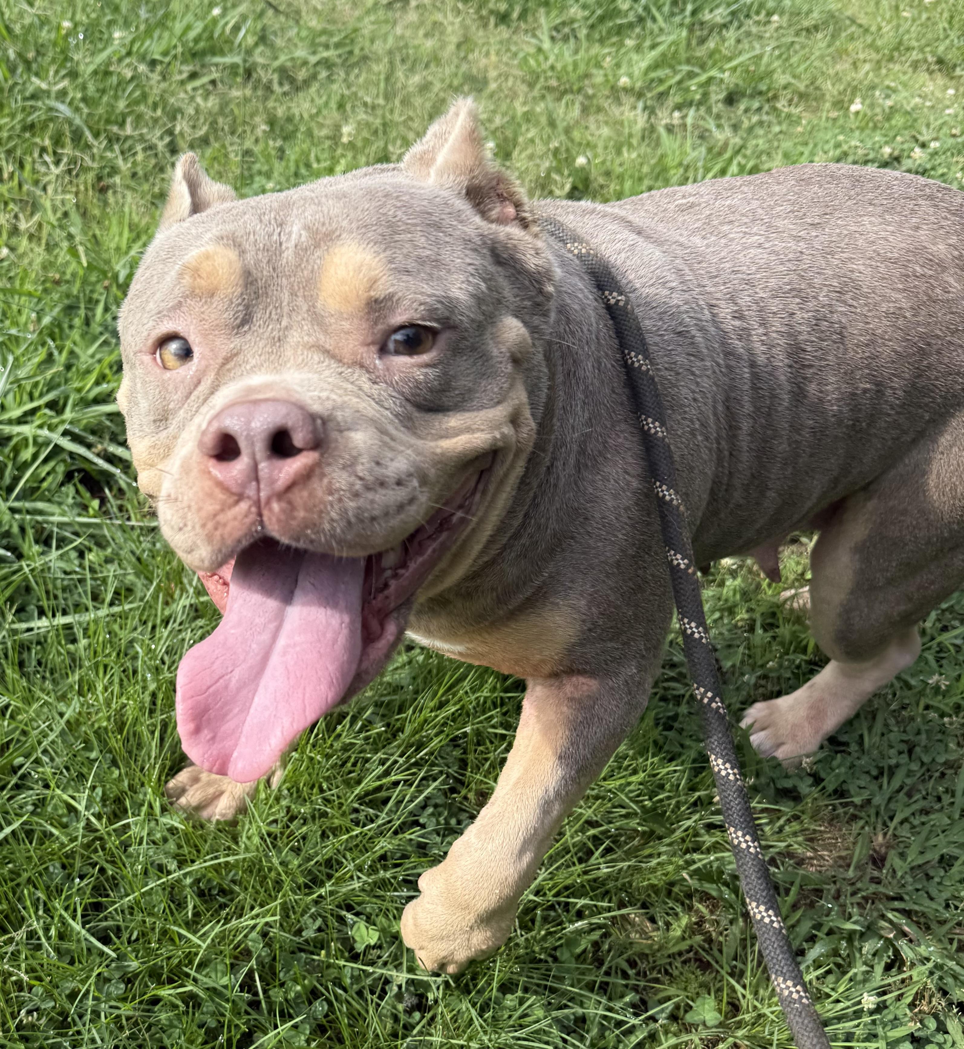 Greta, a ADOPTABLE mixed breed in Hartselle, AL image 1/3