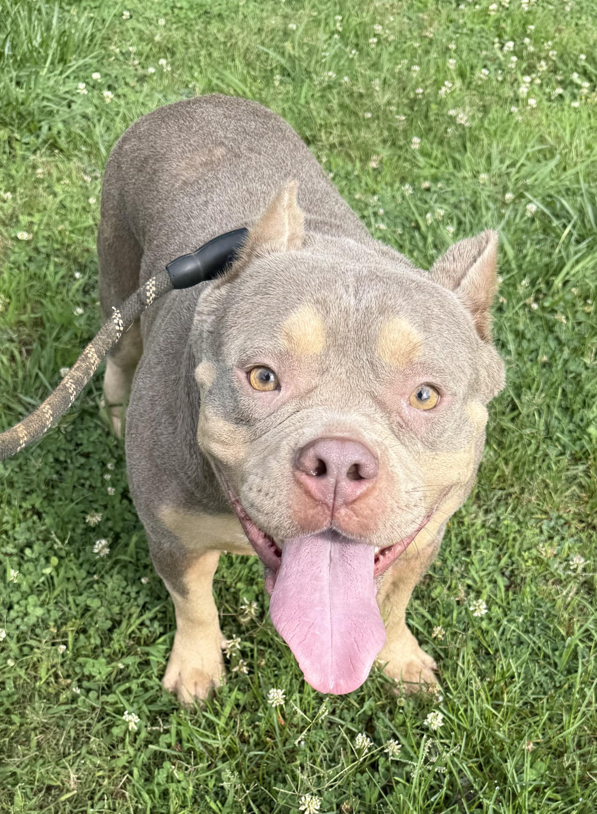 Greta, a ADOPTABLE mixed breed in Hartselle, AL image 3/3