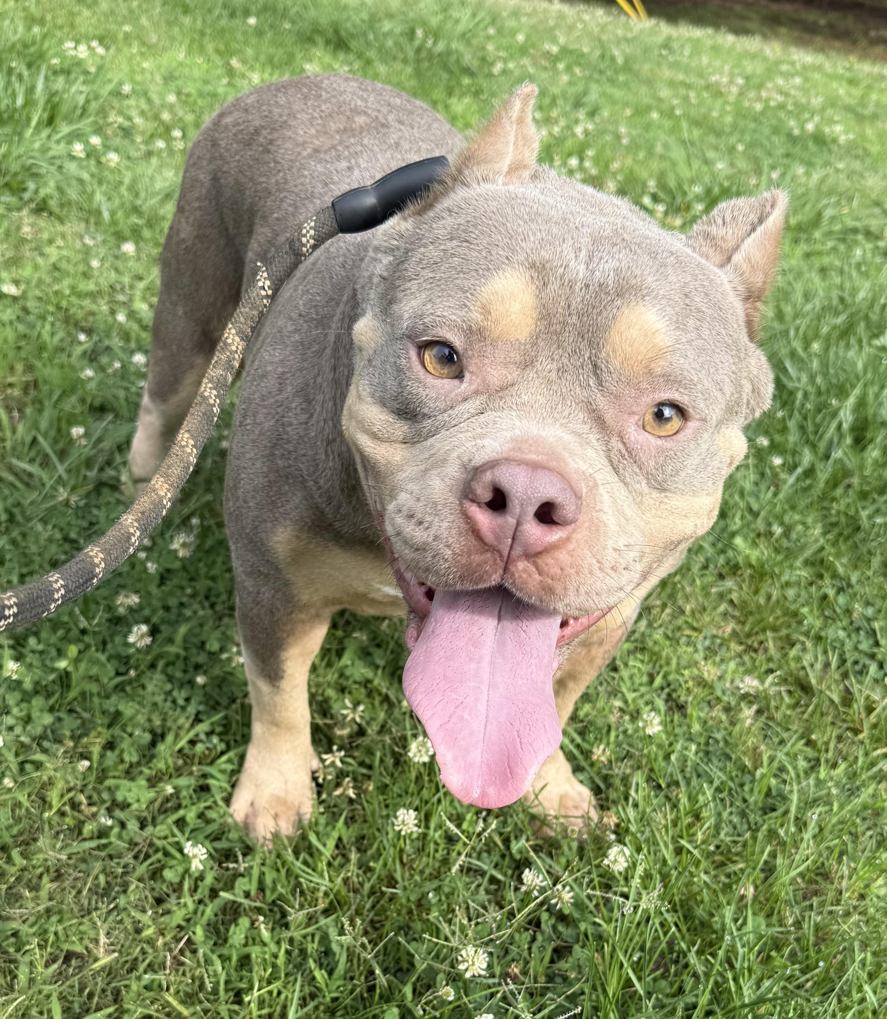 Greta, a ADOPTABLE mixed breed in Hartselle, AL image 2/3