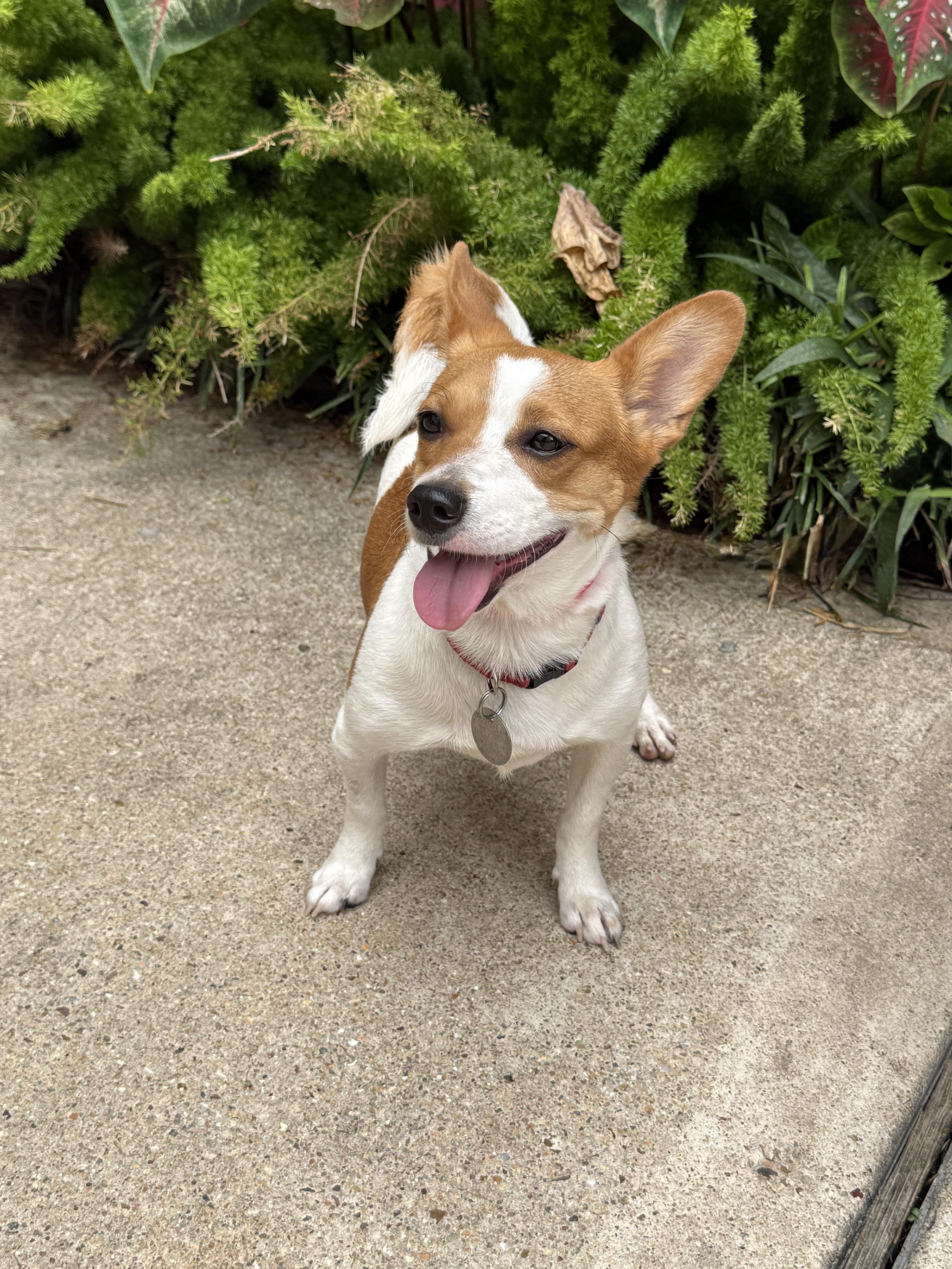Addie, a ADOPTABLE mixed breed in Houston, TX image 3/6