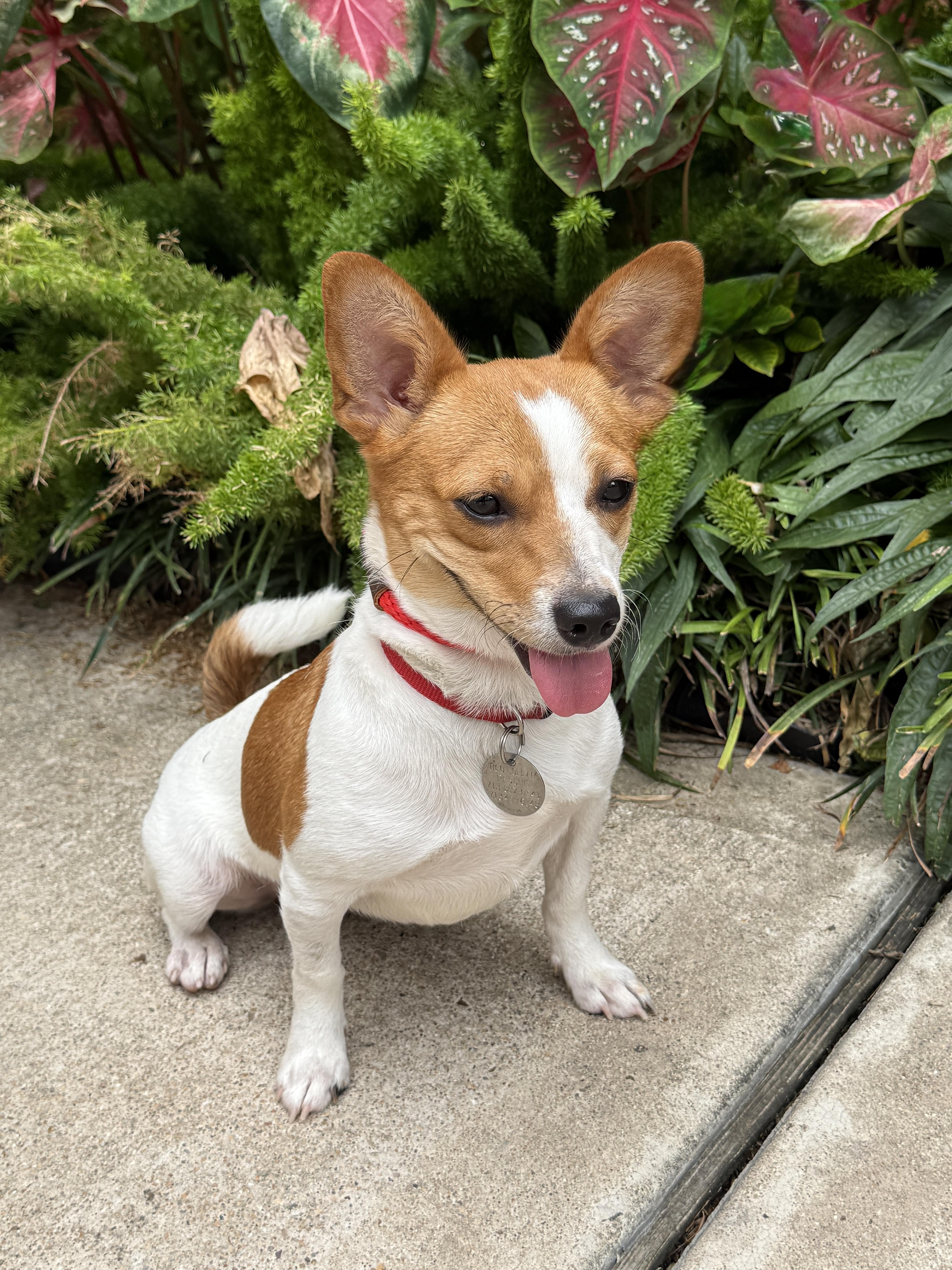 Addie, ADOPTABLE, Adult Female Jack Russell Terrier & Dachshund.