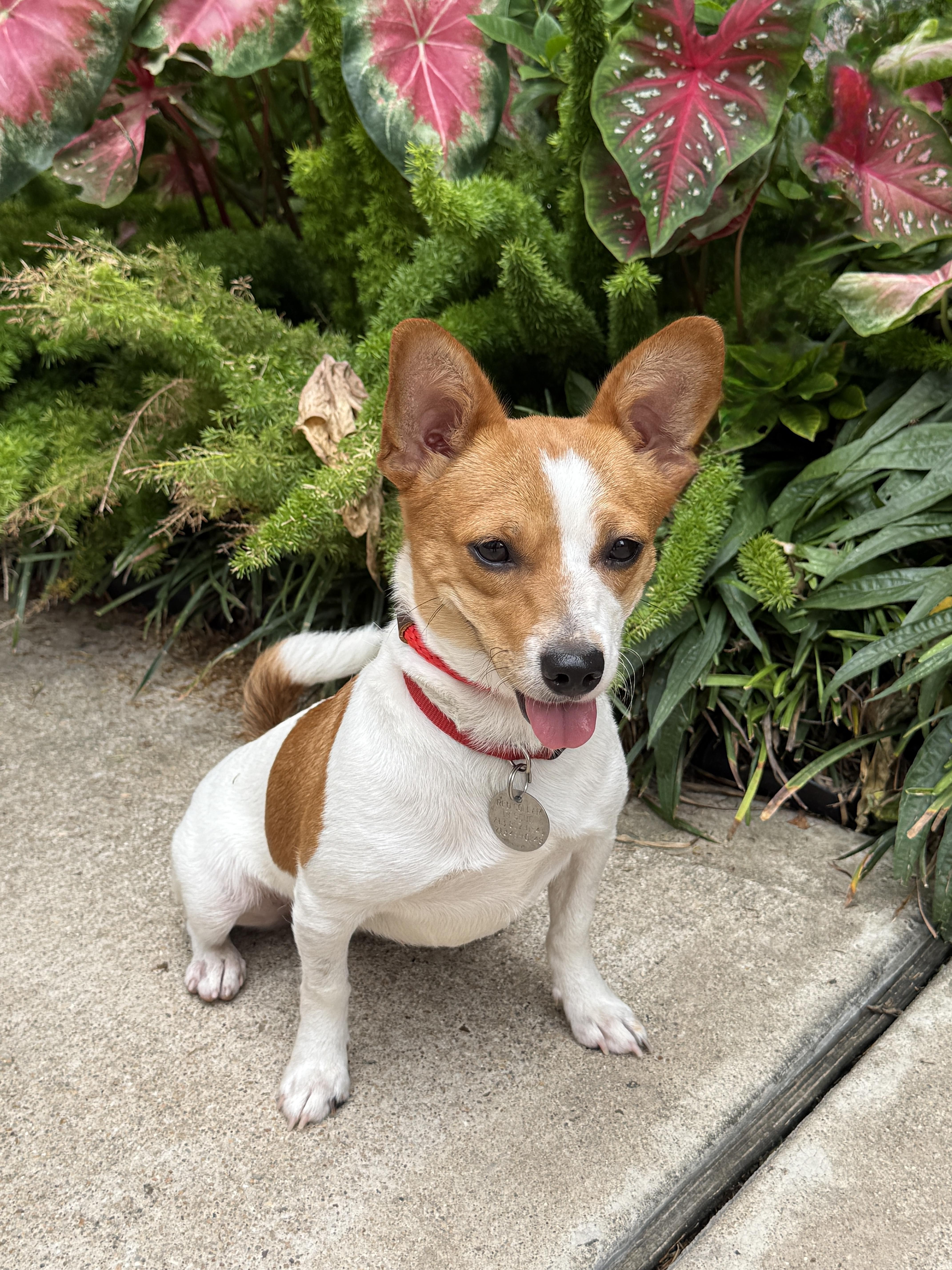 Addie, a ADOPTABLE mixed breed in Houston, TX image 5/6