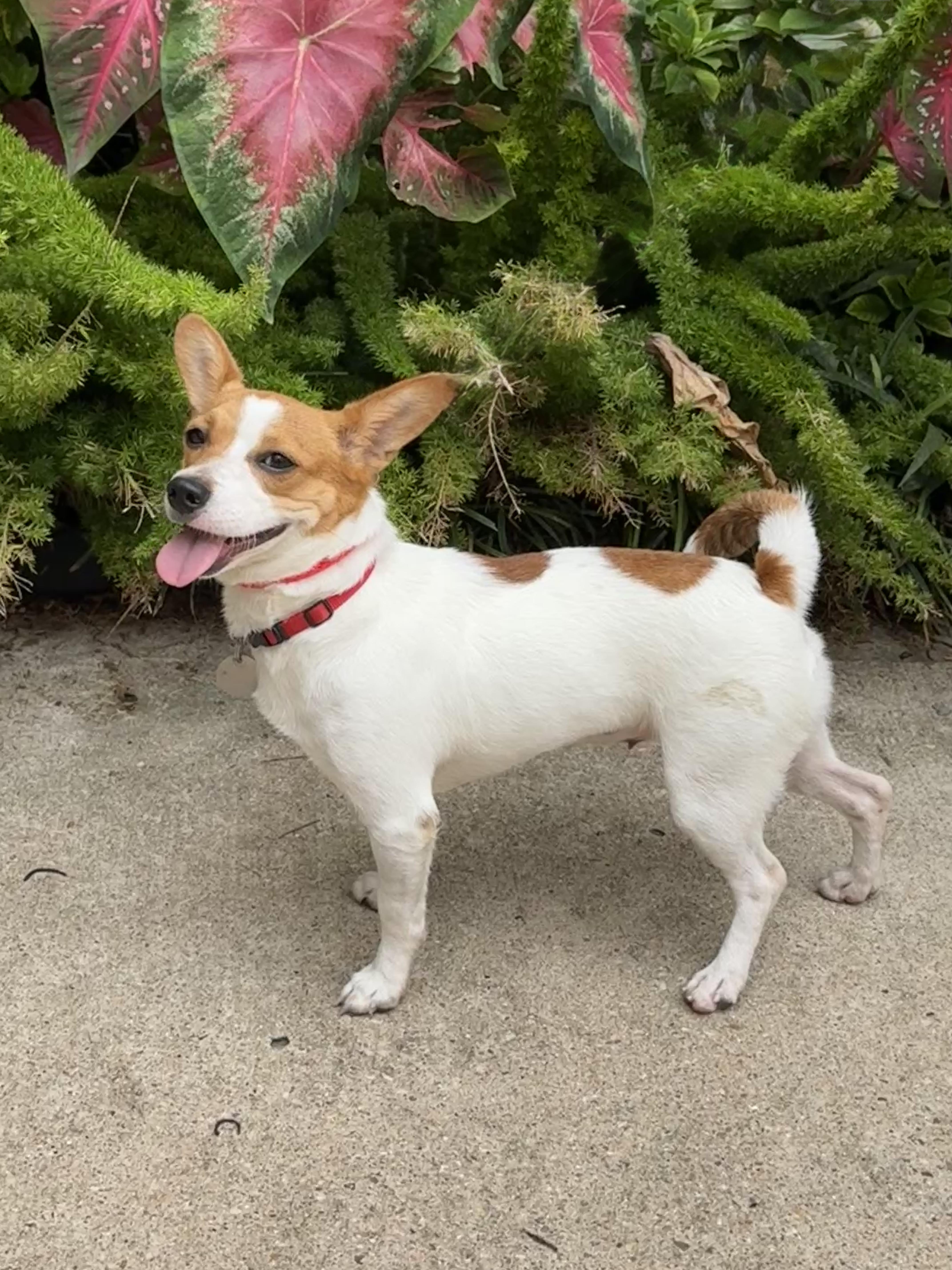 Addie, a ADOPTABLE mixed breed in Houston, TX image 2/6