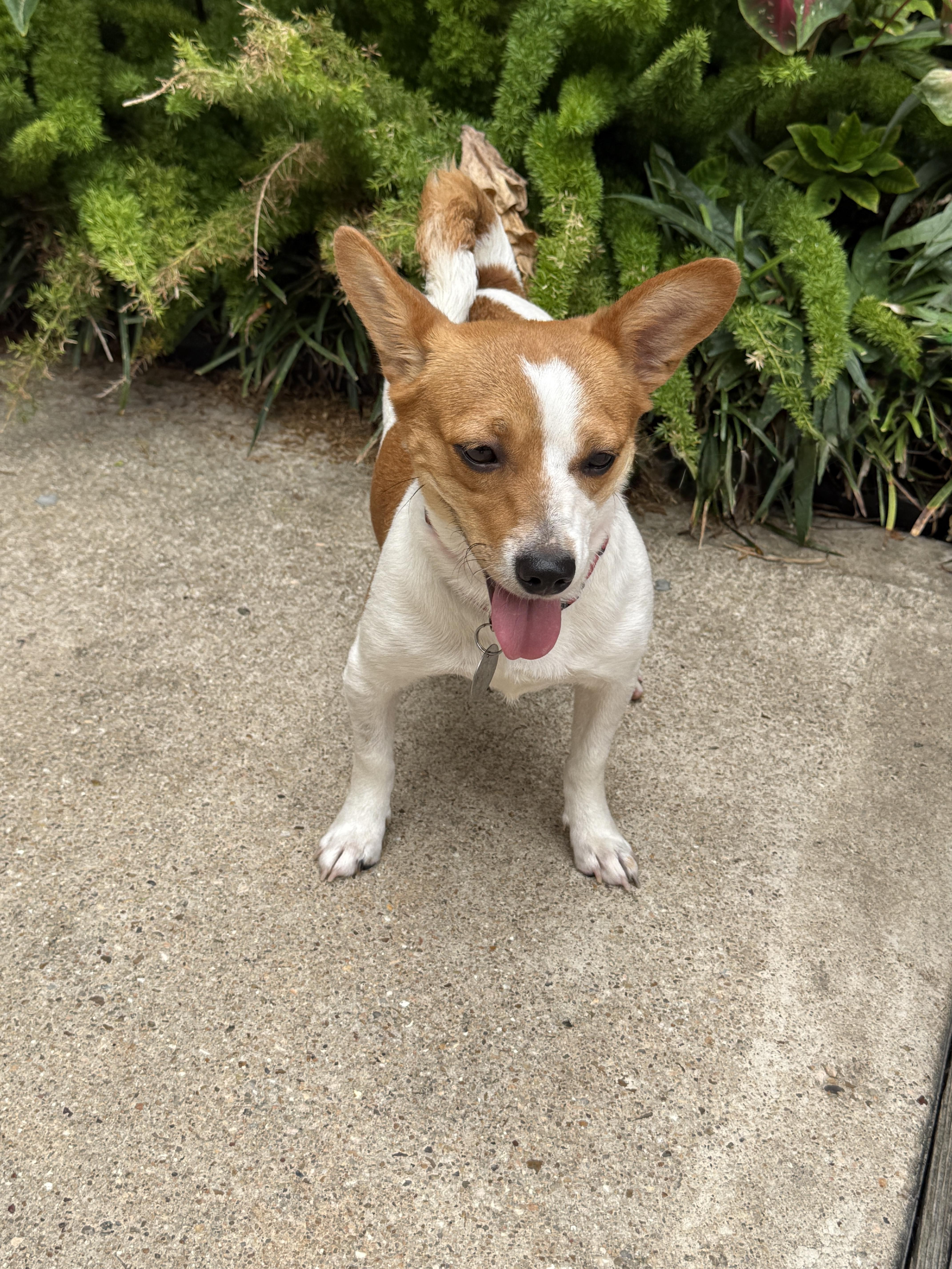 Addie, a ADOPTABLE mixed breed in Houston, TX image 4/6