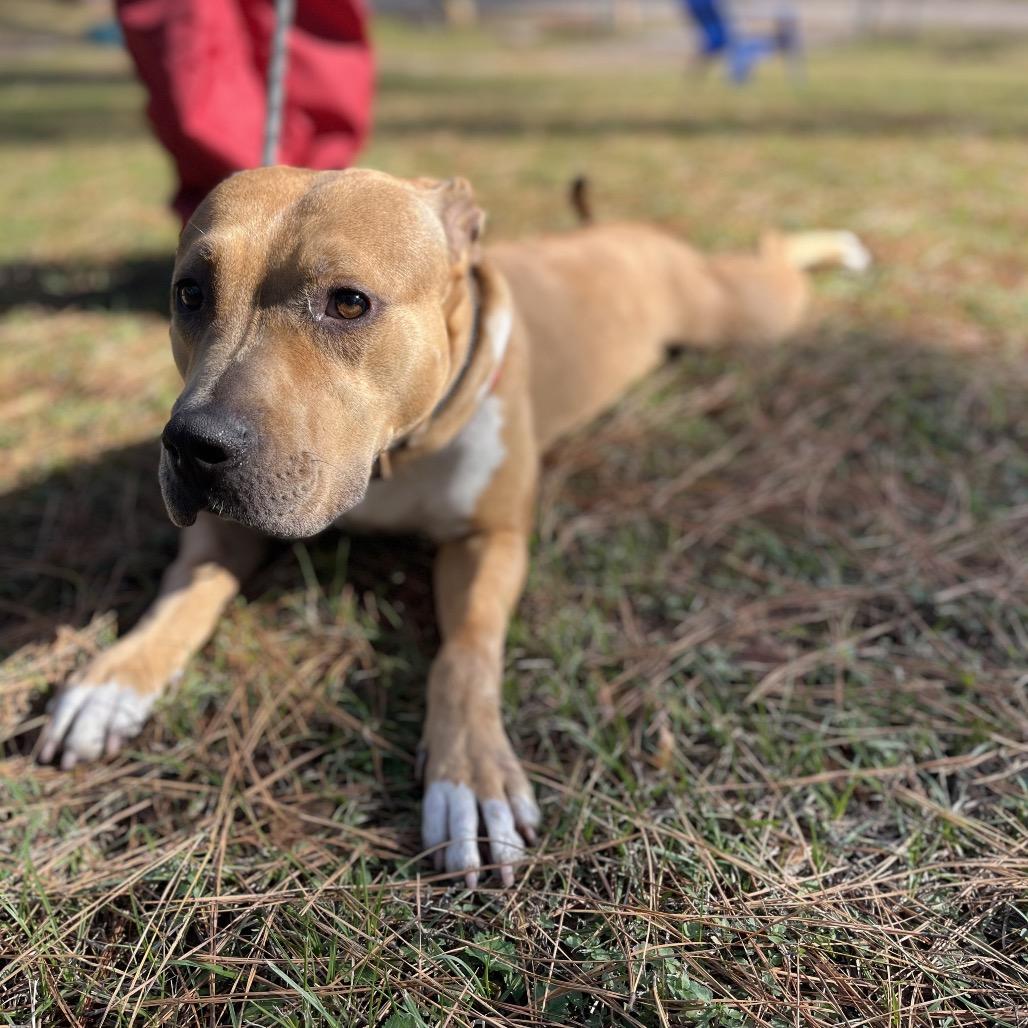 Faith, a Adoptable mixed breed in Palestine, TX image 1/3