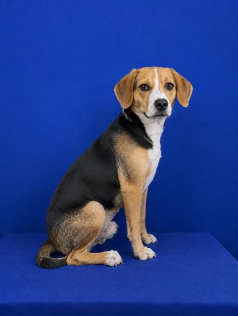 Enlarge sea urchin, a Adoptable mixed breed in Ruston, LA image 1/1