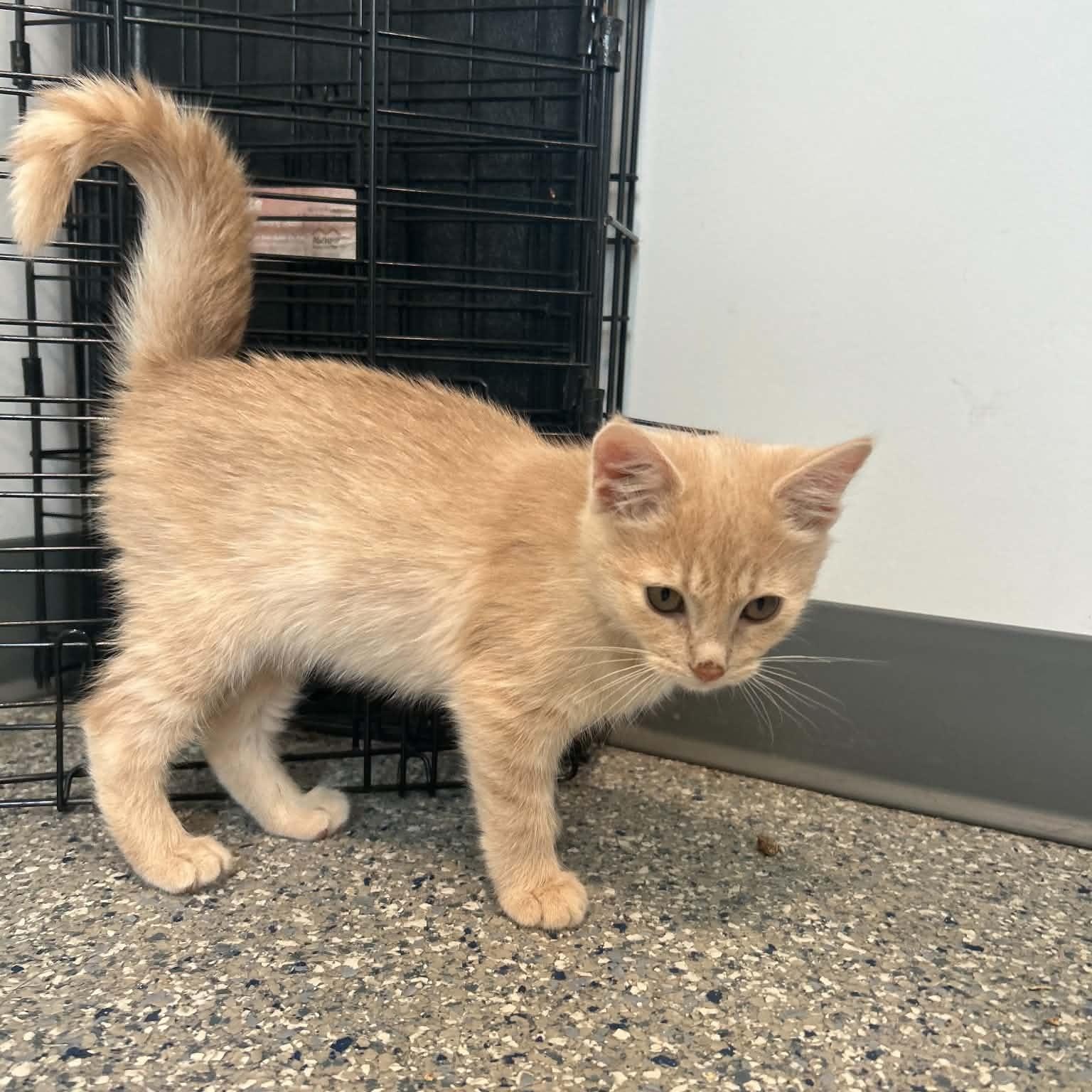 Enlarge Sherbert, an adopted American Shorthair in Danbury, CT image 2/3