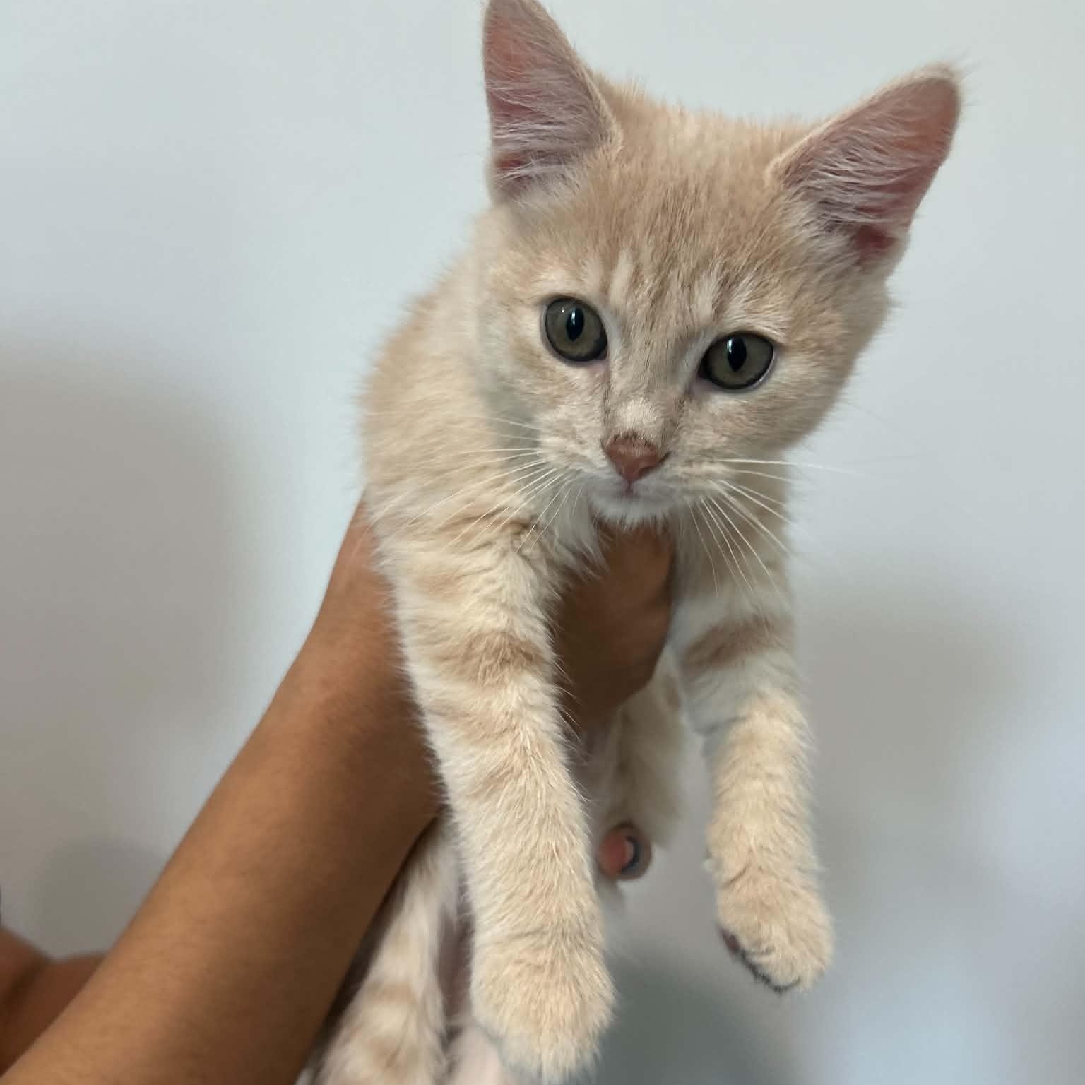 Sherbert, adopted, Kitten Female American Shorthair.